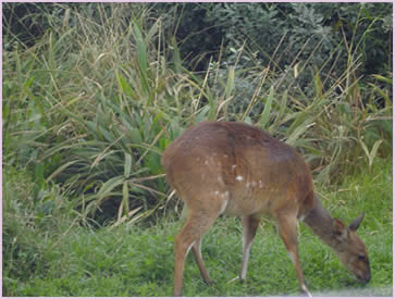 A buck feeding near the Baluwatu villa