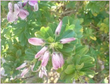 Indigenous flowers, which are found in the gardens of the Zimbali Holiday Home villas and throughout the Zimbali Coastal Resort