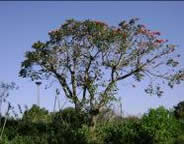 Acaciawood Tree in the backyard of the Zimbali Holiday Home